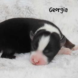 Georgia - Black tri female Miniature Australian Shepherd puppy in Garden Plain, Kansas from Krazy K Aussies
