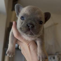 Lilac Fawn Boy(Orange collar)(Truly x Drip) - Tricolors male French Bulldog puppy in Gulf Breeze, Florida from SW Frenchies