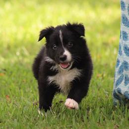 Black boy 2 - Border Collie puppy from Cool Meadow Farms