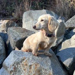 Callie - Dachshund