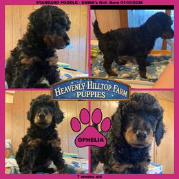 OPHELIA - Pink Collar Girl - Phantom female Poodle puppy in Charlo, Montana from Heavenly Hilltop Farm