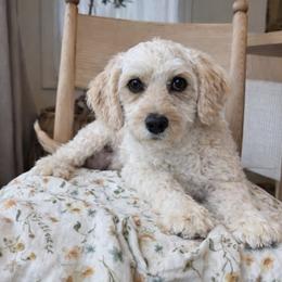 Ava - Cavapoochon