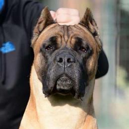 Xenna - Cane Corso