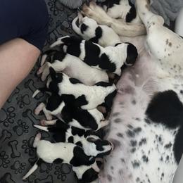 Basset Hound puppies from Jen's Bassets