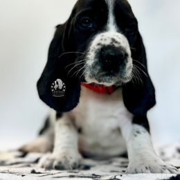 Loki - Black and white male Basset Hound puppy in Dingess, West Virginia from Tuckers' Howling Hounds