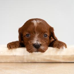 Bernedoodle, Cavapoo, Goldendoodle, and Poodle Puppies from Wasatch Pup