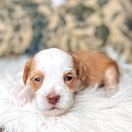 Brown Collar - Lady Francesca - Caramel female Australian Labradoodle puppy in Decatur, Alabama from Southern Meadows Doodles