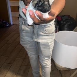 Male 2 - Black gold and white male Shih Tzu puppy in Memphis, Tennessee from Lady Class Kennel