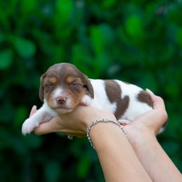 Indy - Piebald female Dachshund puppy in Fort Myers, Florida from Blossom Paws
