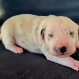 Pink Girl - White and black female Dalmatian puppy in Sac City, Iowa from KC Dalmatians