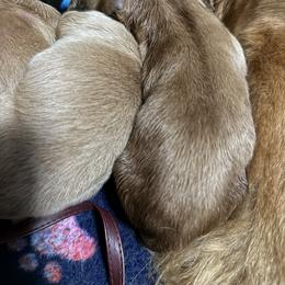 Boy 2 - male Golden Retriever puppy in Yelm, Washington from Bit O'Heaven Farm