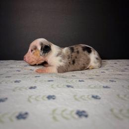 Moonshine - Piebald male Dachshund puppy in Lumber City, Georgia from CarolinaDachshunds