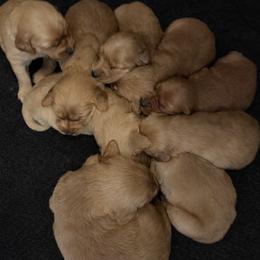Lava Boy 6 - Dark golden male Golden Retriever puppy in Fort Morgan, Colorado from Golden Girls Kennels, LLC