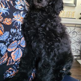 Poodle Puppies from Hickory Hills Poodles