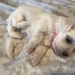 Maltese Puppies from Emotional Amor Support