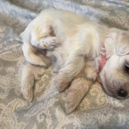 Maltese Puppies from Emotional Amor Support