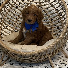 Blue Collar Male - Red  male Goldendoodle puppy in Bradenton, Florida from Suncoast Goldendoodles