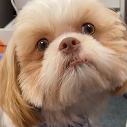 Thor - Shih Tzu