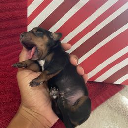 Dachshund Puppies from Unicorn Kennels LLC