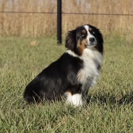 Roxie - Miniature American Shepherd