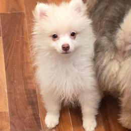 Creme Fresh - Beaver male Pomeranian puppy in El Centro, California from BabyBooPoms