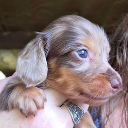 Chloe's chocolate dapple girl - Dapple female Dachshund puppy in Caldwell, Idaho from Dozendachs