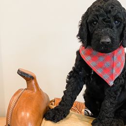 Boy 2 - Goldendoodle puppy in Valley Center, California from AweStrunk Farms