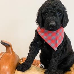 Boy 2 - Goldendoodle puppy in Valley Center, California from AweStrunk Farms