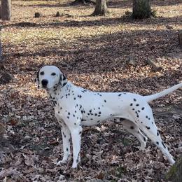 Apollo - Dalmatian