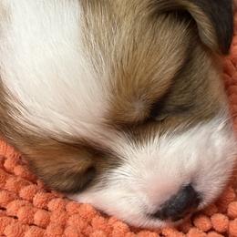 American Corgis and Pembroke Welsh Corgis from Corgi Love Tales