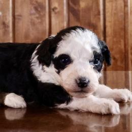 Aussiedoodle puppies from North Lake Aussies