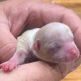 Chihuahua Puppies from Guys Cajun Paws