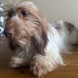 Kitt - Dachshund