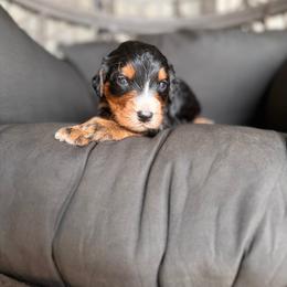 Slate - Tri-color male Bernedoodle puppy in Ocala, Florida from Bernedoodles of Florida