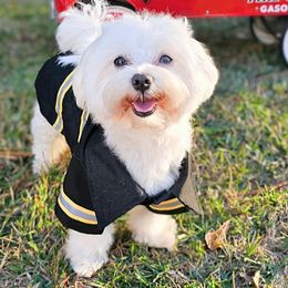 Stormy - Maltese