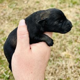 Vail - Salt and pepper female Miniature Schnauzer puppy in Alabama from Little River Miniature Schnauzers