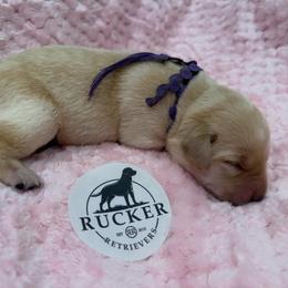 Purple Collar Yellow Female - Yellow female Labrador Retriever puppy in Gainesville, Georgia from Rucker Retrievers