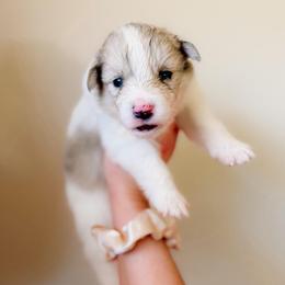 Rowan - Merle male Pomsky puppy in Cleveland, Ohio from Lake Point Pomskies