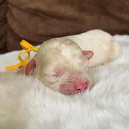 Boy 1 - Cream male Cockapoo puppy in Bedford, Iowa from Our Father’s Doodles