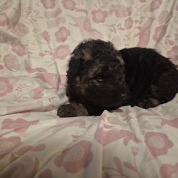 Brown collar male - Black and red male German Shepherd puppy in Eugene, Oregon from Vom Osuna K9s