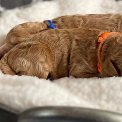 Double Doodle and Goldendoodle Puppies from Golden Paw Doodles
