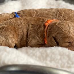 Double Doodle and Goldendoodle Puppies from Golden Paw Doodles