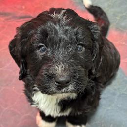 Brix - Phantom male Bernedoodle puppy in Petersburg, Michigan from Brittany’s Mini Bernedoodles