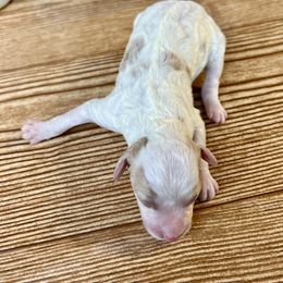 Goldendoodle and Poodle Puppies from SnickerDoodlePups