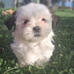 Bessie - Black and white female Shih Tzu puppy in Montrose, Colorado from Gnomies Furry Friends