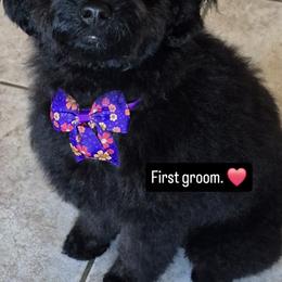 Cavapoo, Cockapoo, Maltipoo, and Poodle Puppies from Heavenly Puppies to Love