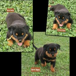 Boy 1 - Black and mahogany male Rottweiler puppy in De Witt, Iowa from Irish Eyes Kennels
