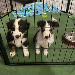 Miniature Australian Shepherd Puppies from Mini Aussie Finery