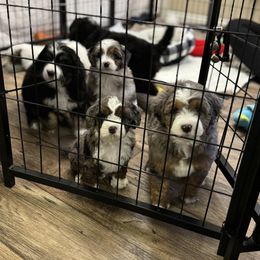 Australian Mountain Doodle and Bernedoodle Puppies from Boxwood Doodles