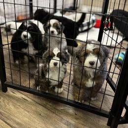 Australian Mountain Doodle and Bernedoodle Puppies from Boxwood Doodles